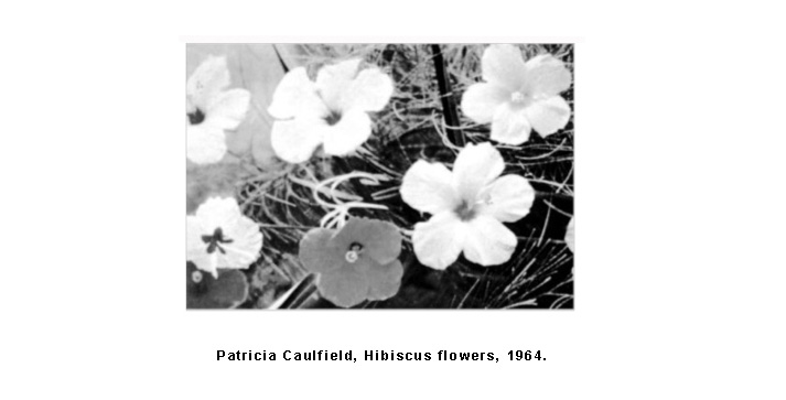 Patricia Caulfield, Hibiscus flowers, 1964